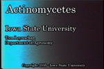 actinomycetes movie
