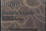 bacteria movie