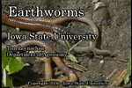 earthworms movie