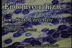 endomycorrhizas movie