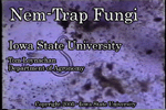 nematode-trapping fungi movie