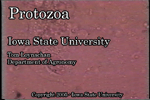 protozoa movie