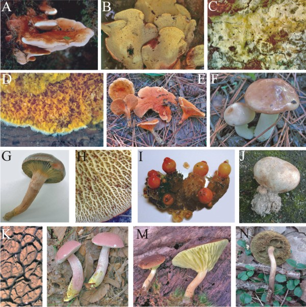 Morphological diversity in Boletales