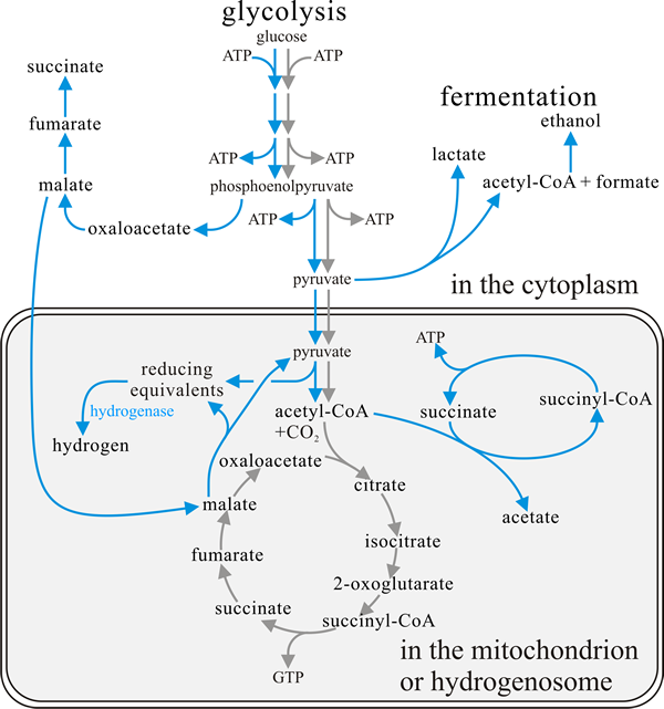 Generalised pathway of aerobic carbohydrate degradation in eukaryotes compared to that of the anaerobic fungus Neocallimastix frontalis