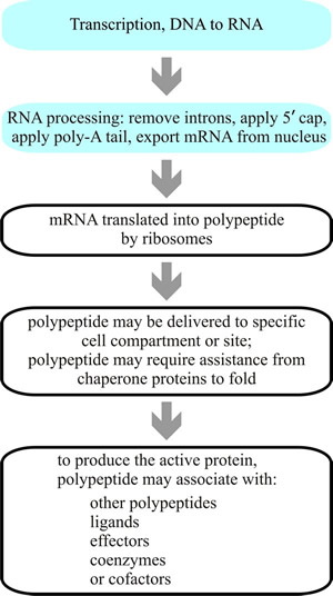 An overview of protein synthesis