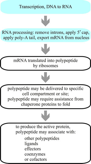 Dna To Protein Flow Chart