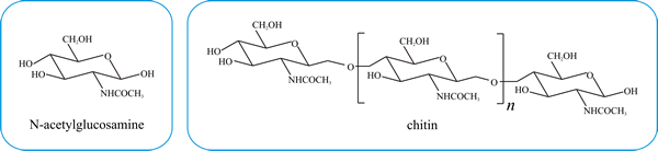 Covalent structures of N-acetylglucosamine and its linear homopolymer, chitin