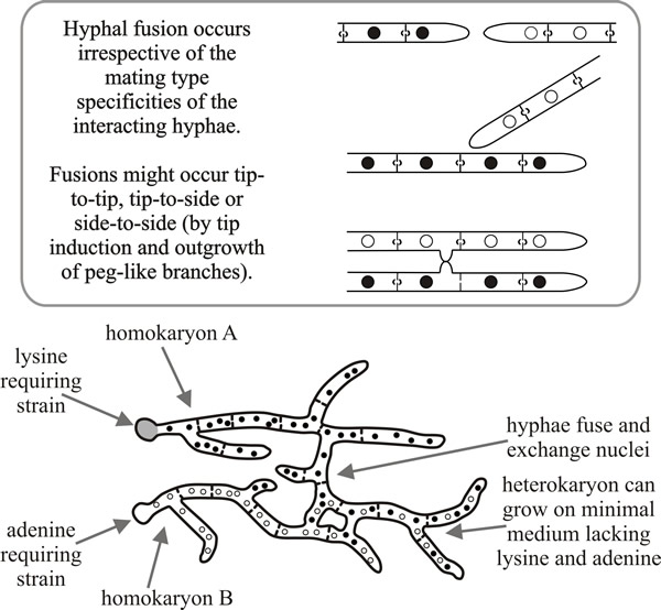 Heterokaryosis