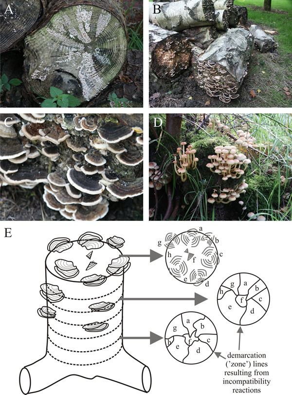 Felled logs colonised by mycelia of Trametes versicolor