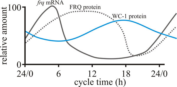 Behaviour of the FRQ –WC-1 based oscillator of Neurospora crassa over the course of a circadian cycle