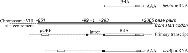 Structure of the brlA locus of Aspergillus nidulans