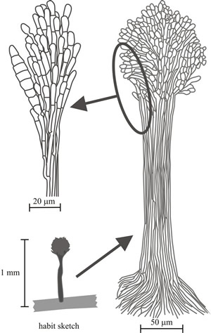 Drawings of one of the synnemata (bunched conidiophores) of Podosporium elongatum