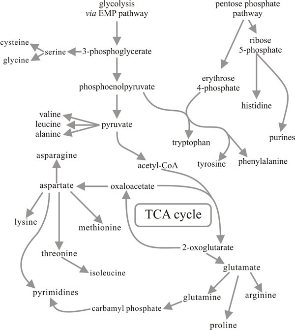 Intermediary Metabolism Chart