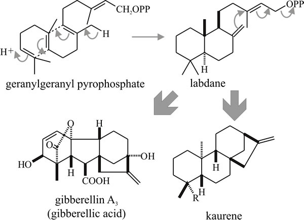 Cyclisation of the diterpene geranyl-geranyl pyrophosphate producing gibbane and kaurane structures