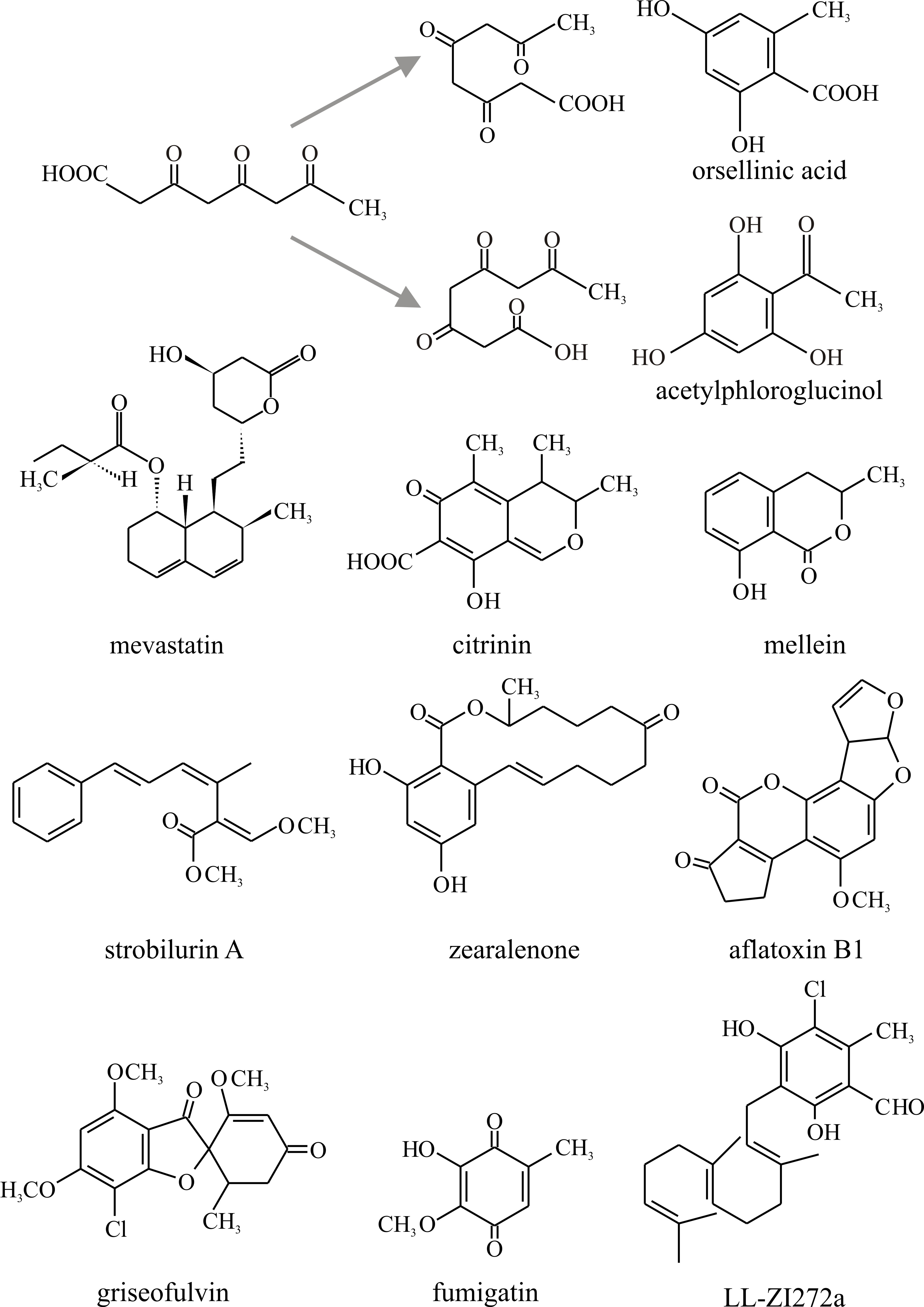 Polyketide chains can fold in a variety of ways and internal aldol condensations form closed aromatic rings