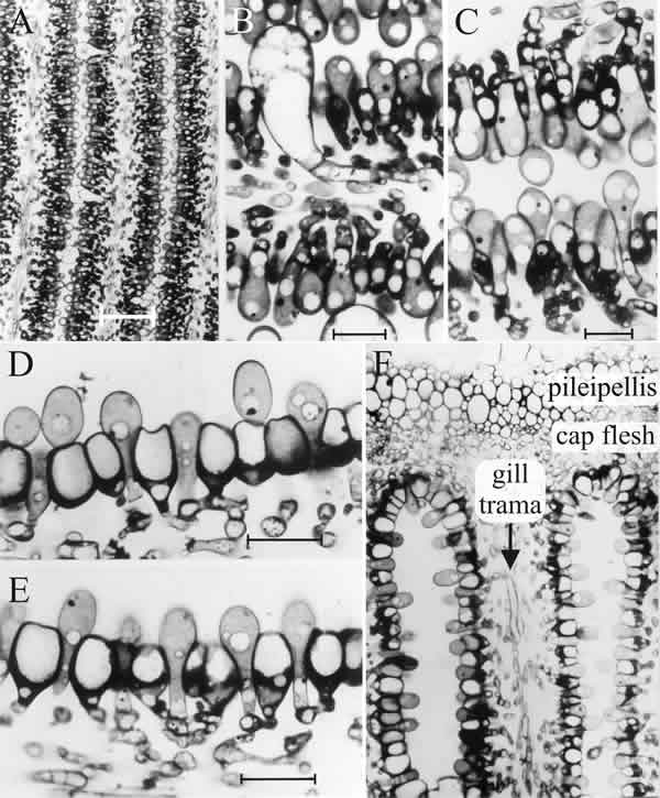 The differentiating hymenium of Coprinopsis cinerea in light micrographs of sectioned tissue