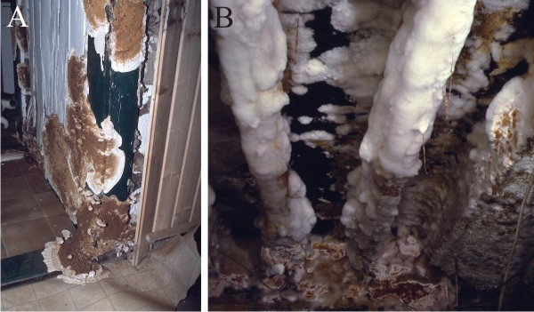 The dry rot fungus, Serpula lacrymans, growing in the wall panelling and roof beams of an infested basement