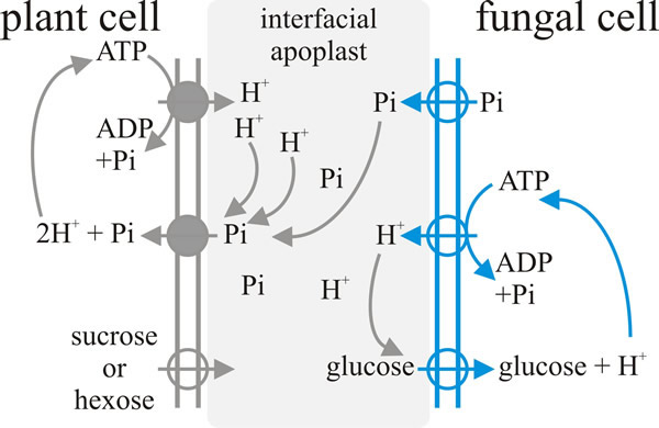Schematic illustration of a model for the exchange-transfer of phosphate and carbon compounds across the arbuscular mycorrhizal interface
