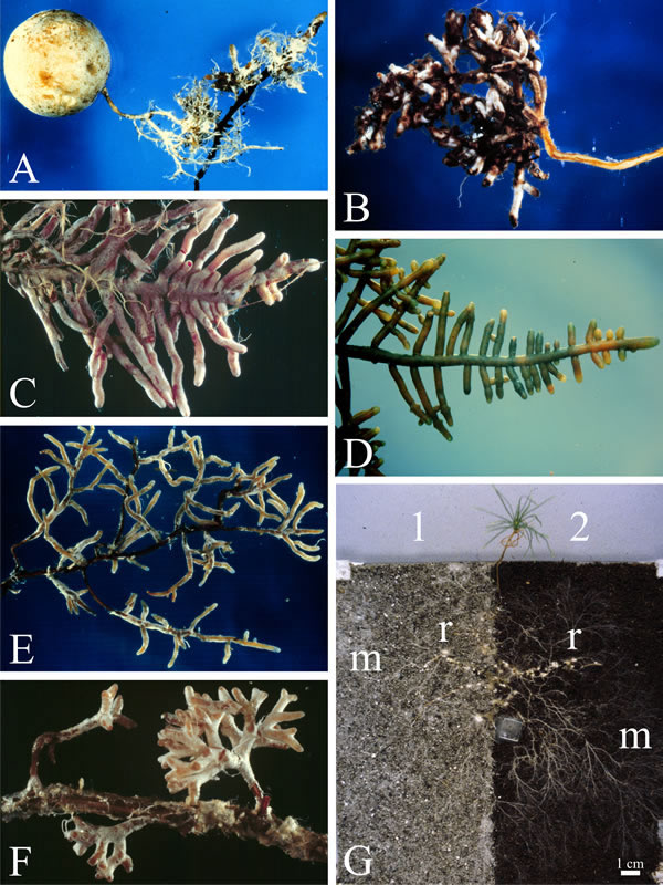 Ectomycorrhizal roots; small parts of the root systems various forest tree species to illustrate the morphological diversity of ectomycorrhizal roots