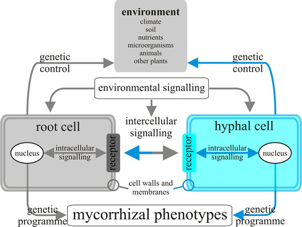 Model of the inter- and intracellular communications that might exist between fungal hyphae and root cells in the ectomycorrhizal symbiosis