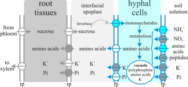 Nutrient exchange between fungus and host