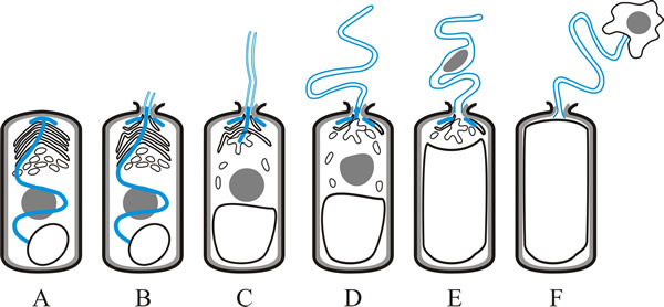 Germination of a microsporidian spore