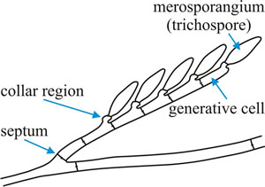 Diagram of the general pattern of asexual reproduction in Smittium (Harpellales)
