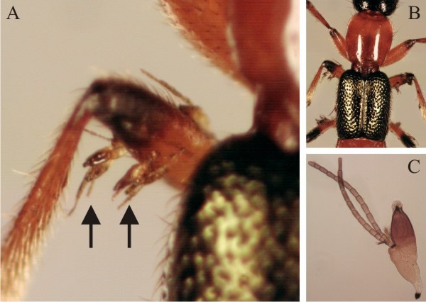 Laboulbenia cristata on the legs of a Rove Beetle (Paederus riparius)