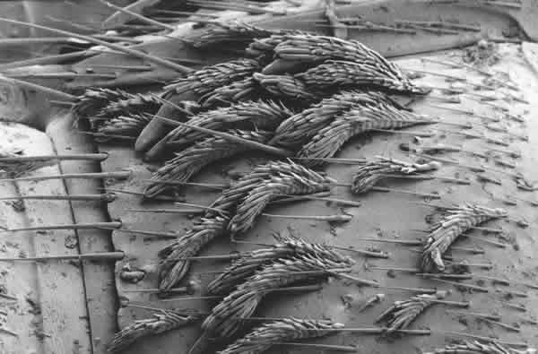 Scanning electron micrograph of thalli of Rhachomyces philonthinus