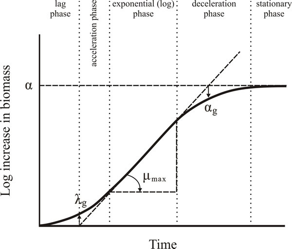 The hypothetical growth curve (‘classic growth curve’) for a cell population grown in submerged liquid culture