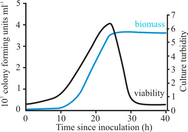 Growth and viability of Aspergillus fumigatus in batch culture