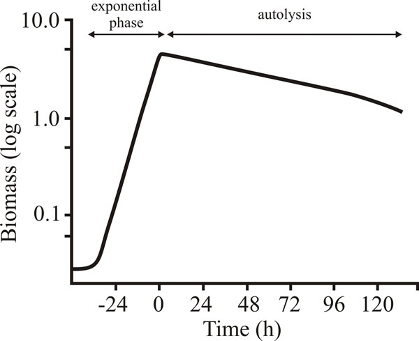 Autolysis during stationary phase of batch cultures of Penicillium chrysogenum