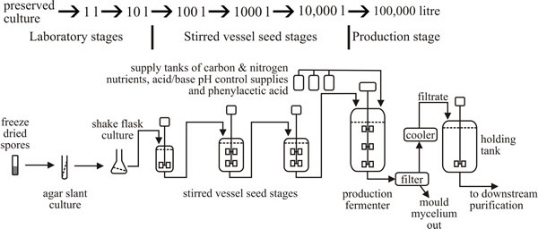 Outline diagram of current penicillin production by fed batch submerged fermentation