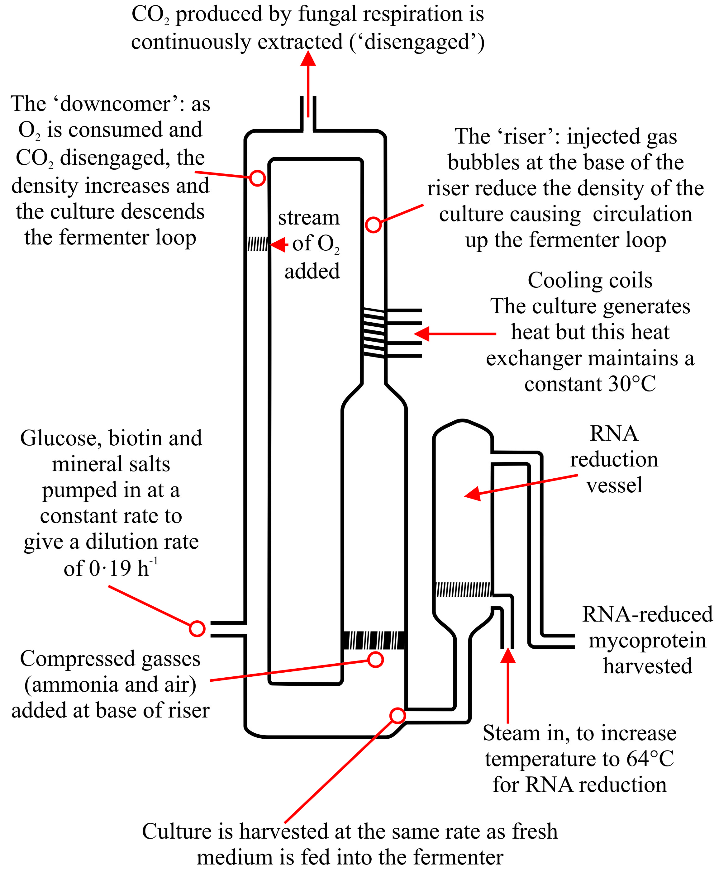 Schematic representation of the Quorn air-lift fermenter
