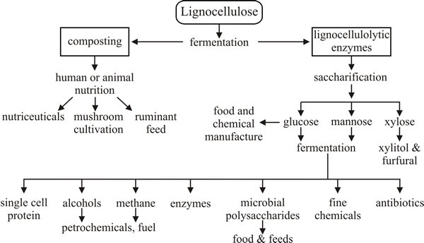 Generalised process stages in lignocellulose waste bioconversion and the range of potential products