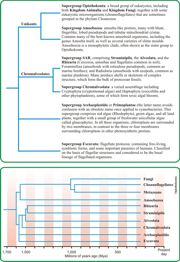 Supergroup cladograms