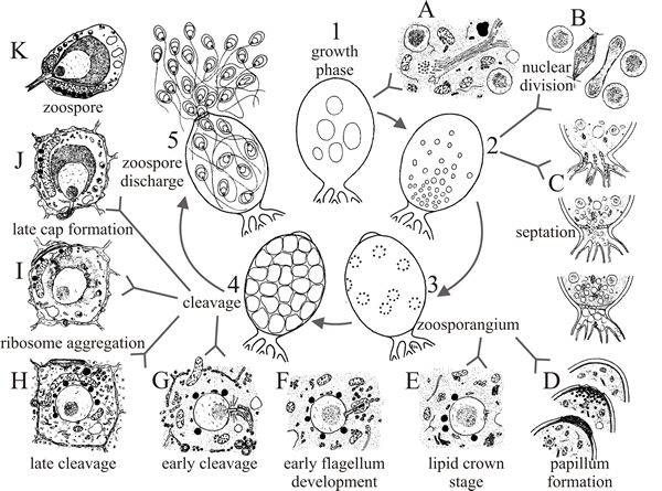 The stages of sporangium formation and zoospore differentiation in Blastocladiella