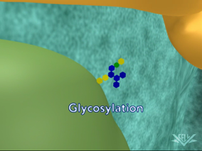 Glycosylation image from protein processing animation
