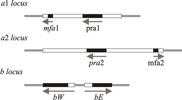 Schematic representations of the structures of the a and b mating type loci of Ustilago maydis
