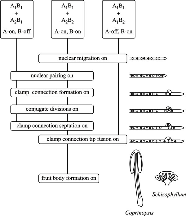 Flow chart diagram of A and B mating type factor activity in the basidiomycetes Coprinopsis cinerea and Schizophyllum commune