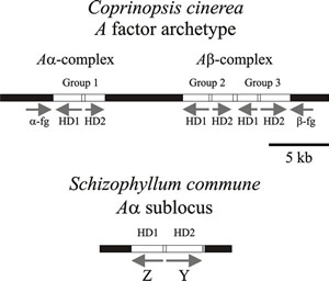 Diagrams of parts of the A mating type factors in Coprinopsis cinerea and Schizophyllum commune