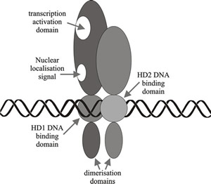 Schematic diagram showing a model of homeodomain protein interactions involved in A mating type factor activity in Coprinopsis