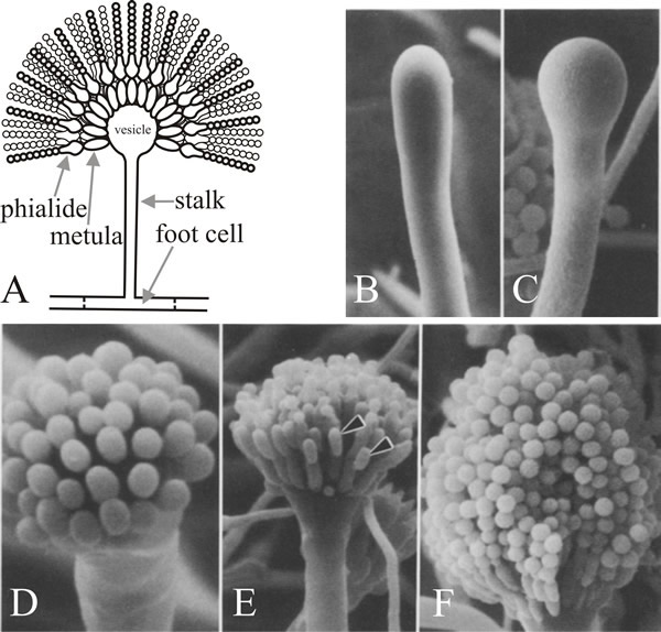 Structure and development of the conidiophore of Aspergillus nidulans