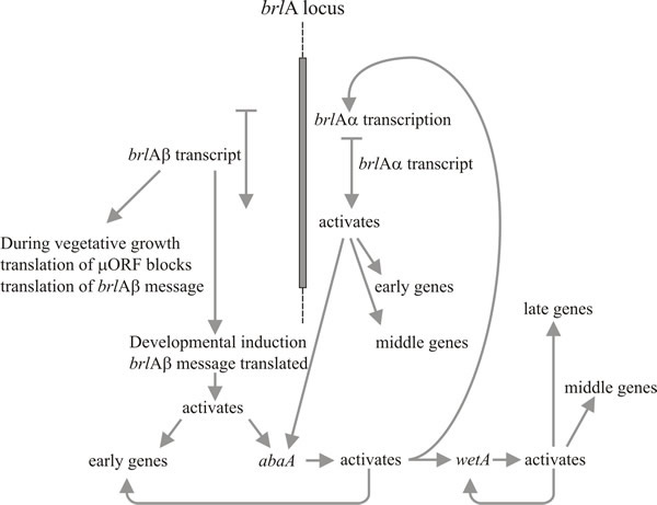Summary of the genetic regulatory circuit for conidiophore development in Aspergillus nidulans