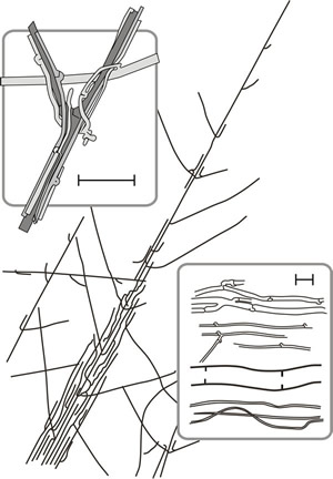 Drawing of hyphal strands of Serpula lacrymans