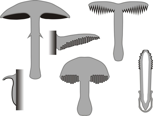 The variety of multicellular fruiting bodies of fungi in the form of simplified diagrammatic sectional drawings