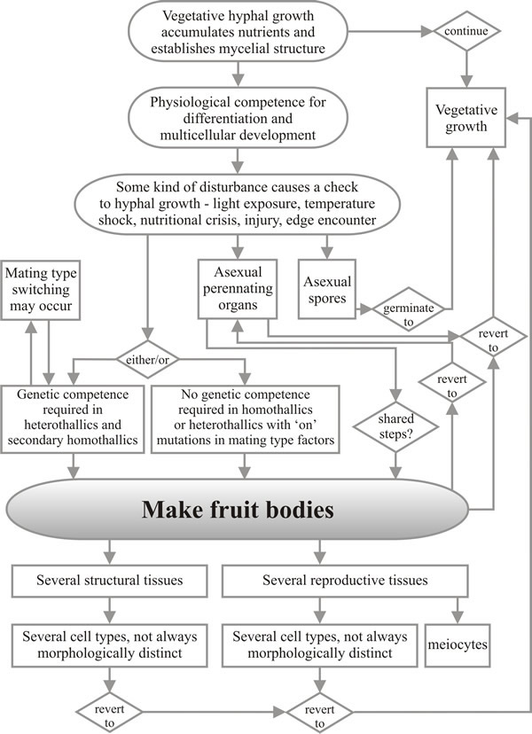 Flow chart showing a summarised view of the processes involved in development of fruit bodies and other multicellular structures in fungi