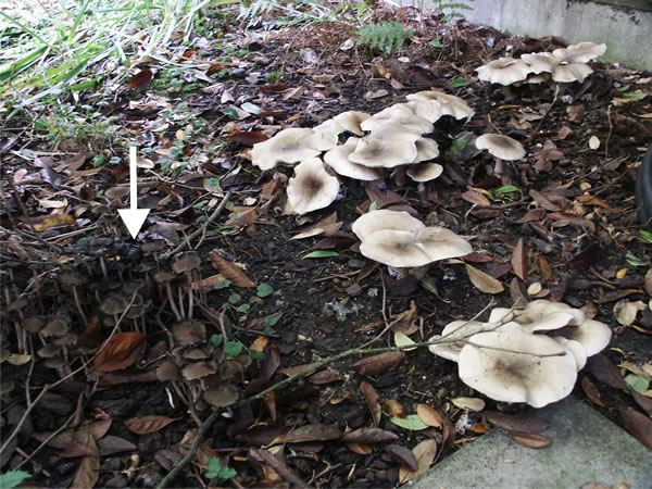 A troop of Clitocybe nebularis fruit bodies in a suburban garden in Stockport, Autumn 2006