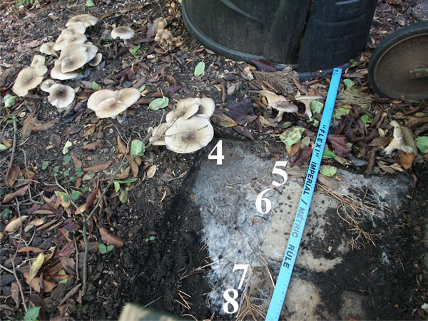 Removal of the paving slab revealed the extensive mycelium of Clitocybe nebularis growing beneath it