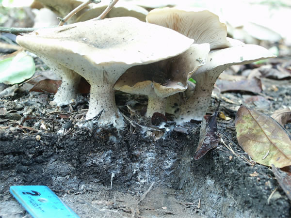 View of the exposed soil beneath the fruit bodies of Clitocybe nebularis showing mycelium extending through the soil and litter layer
